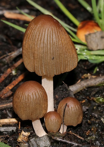 Coprinellus angulatus